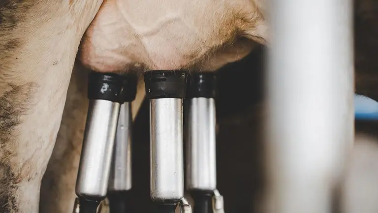 Ordeño de vaca mecanizado, imagen de archivo