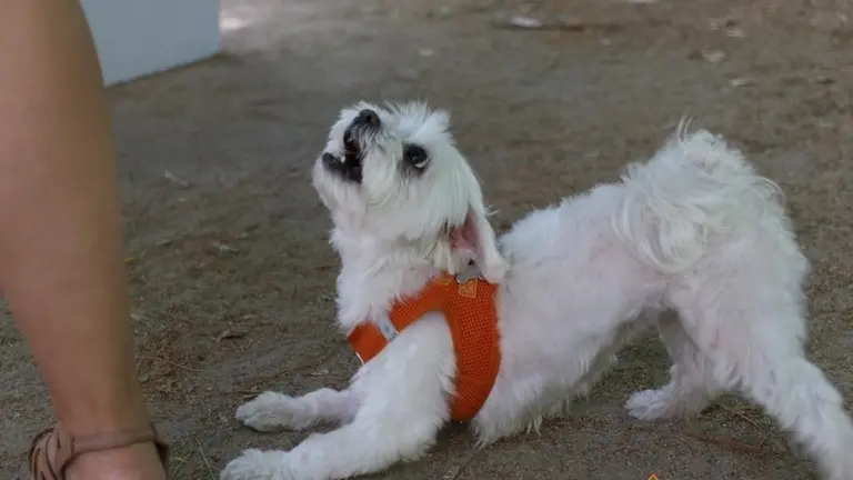 VII Concurso Mascotero Guaupisimos  (3)