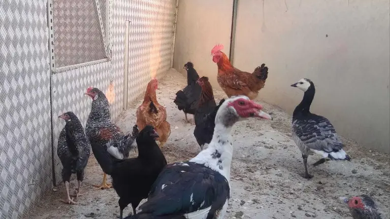 La bandada de pájaros de Martins Armenio (38)