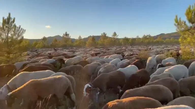 Las ovejas trashumantes atraviesan el municipio de San Vitero de camino al recinto en el que se celebraba la Feria de la Trashumancia. Fotografía: CEDIDA