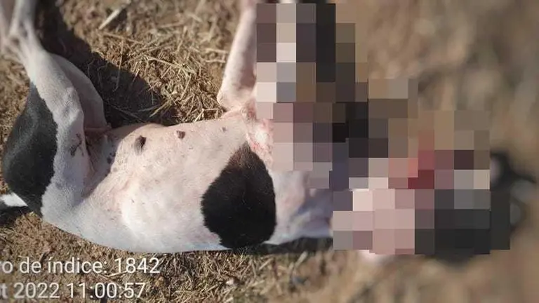 Perro muerto imagen de Prote Animales Zamora