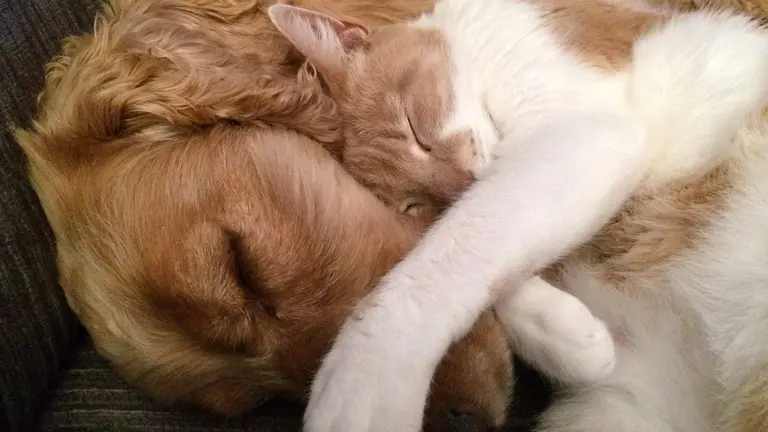 Foto perro y gato durmiendo