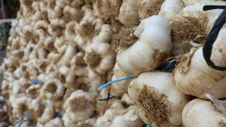 Feria del Ajo 2023_15