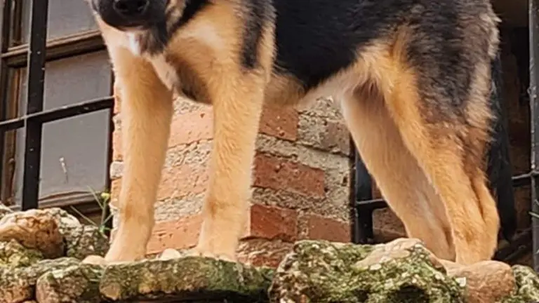 Imagen del animal buscado por los bomberos