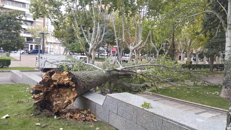 Caída árbol en La Marina (3)