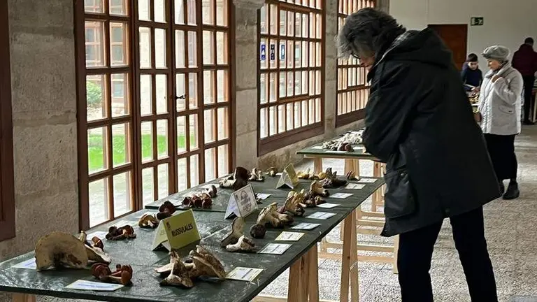 Exposición Micológica (12)