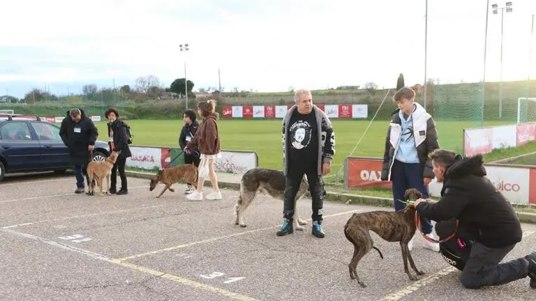 animales abandonados. Asociación de Toro