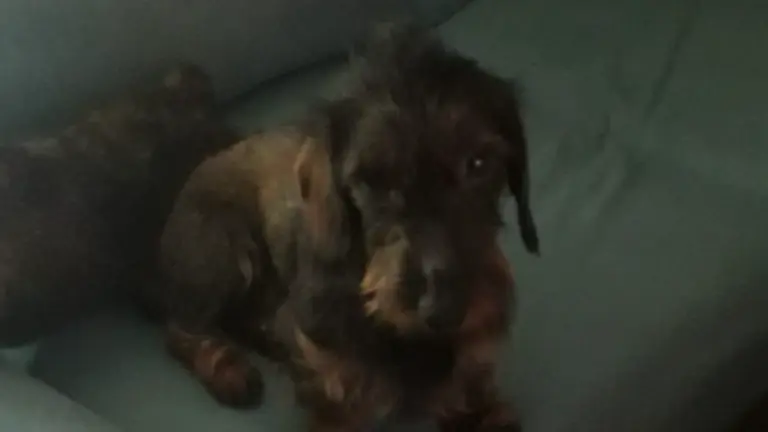 Perro Tecker desaparecido en Zamora