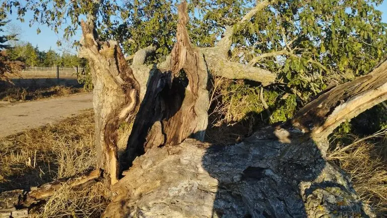 árbol hueco de Morales del Vino_8