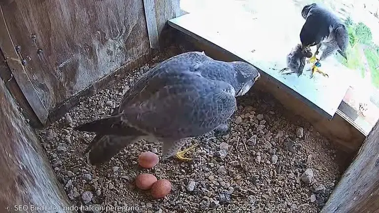 Tromba afianza su dominio en el nido del halc&oacute;n peregrino de Zamora con la puesta de su tercer huevo