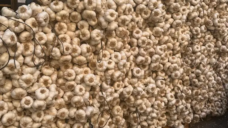 feria del ajo Zamora 2025_21