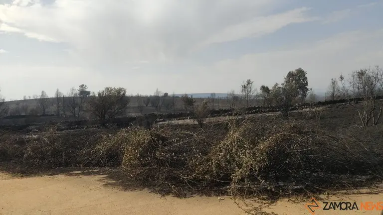 Incendios Forestales Zamora_3