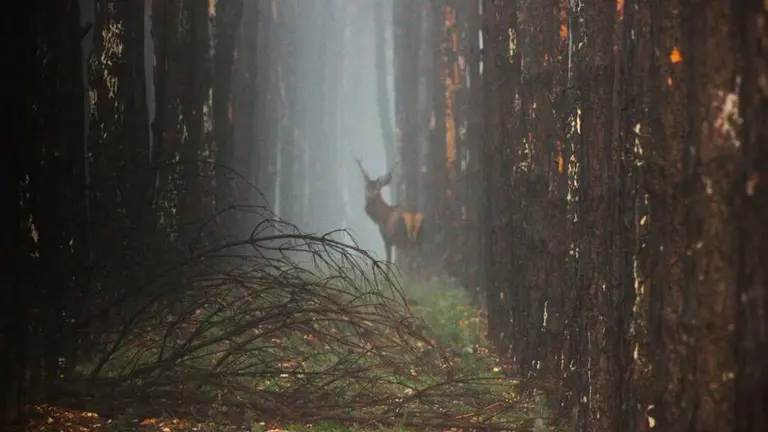 Berrea - Imagen cedida de Adaja Nature_4