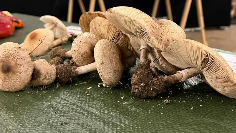 Exposición Micológica Zamora  _29