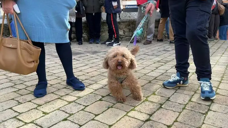 Bendici&oacute;n de los animales Zamora _15