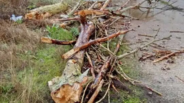ca&iacute;da de &aacute;rboles en carreteras de la provincia (8)