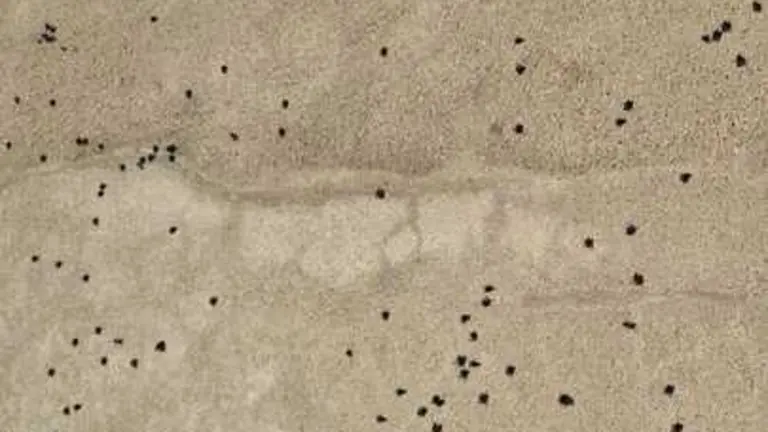 plaga masiva de moscas en Luelmo de Sayago