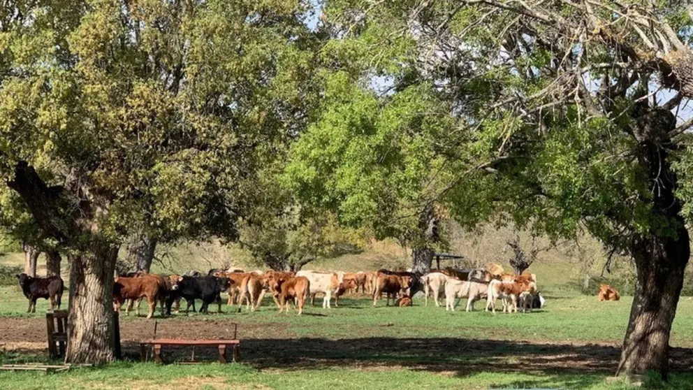 Vacas en una Explotaci&oacute;n
