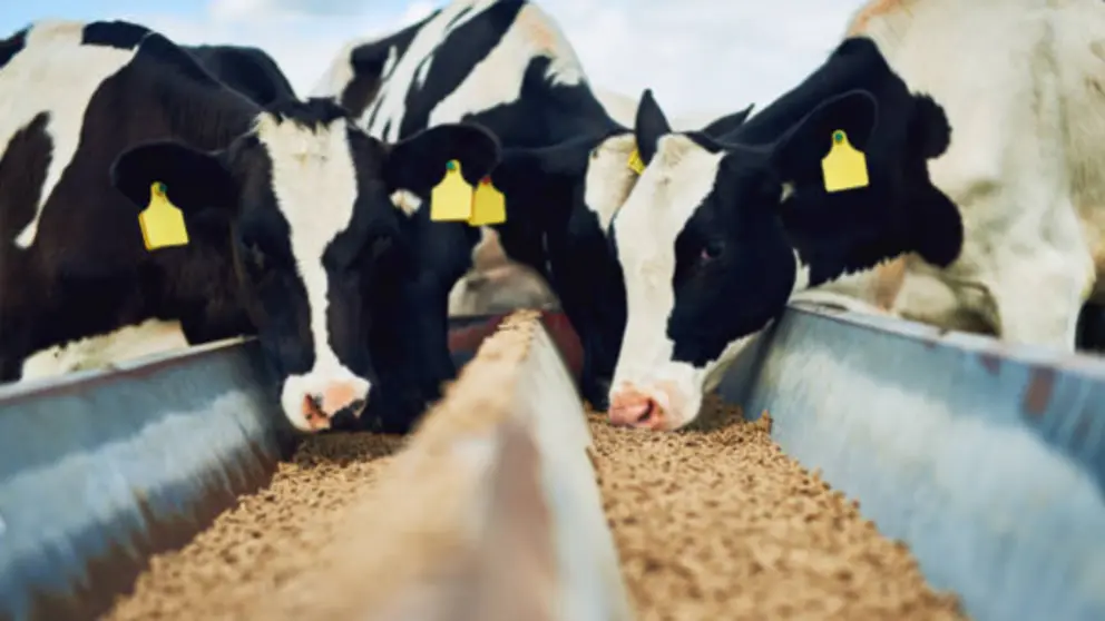 Ganado bovino. Fotograf&iacute;a de archivo
