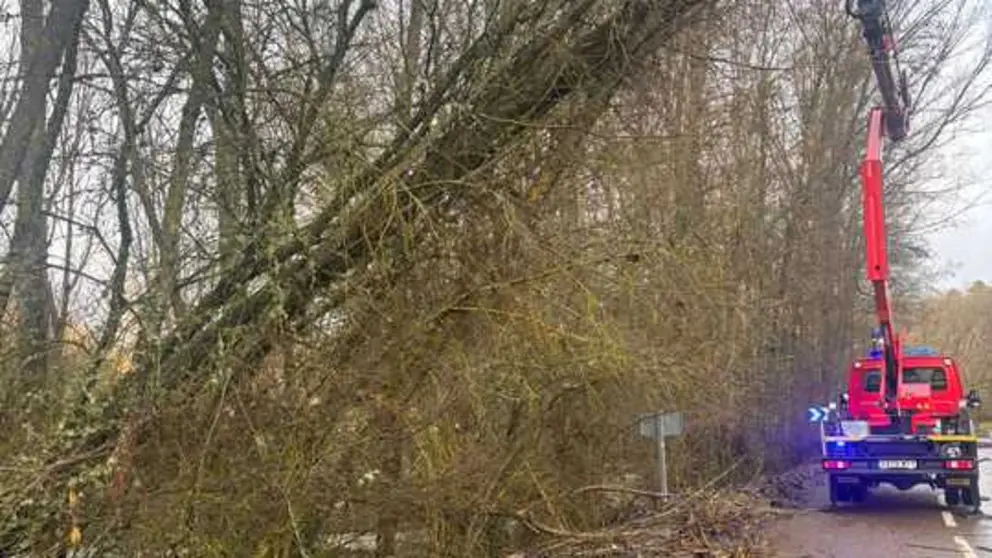 Caida arbol Alcorcillo