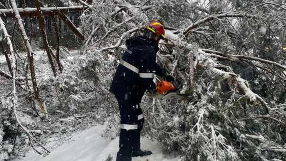 caida de &aacute;rboles en Sanabria  (3)