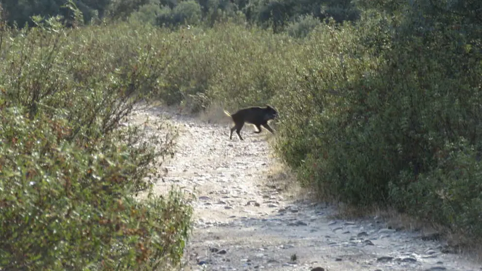 Jabal&iacute; en Monte la Reina