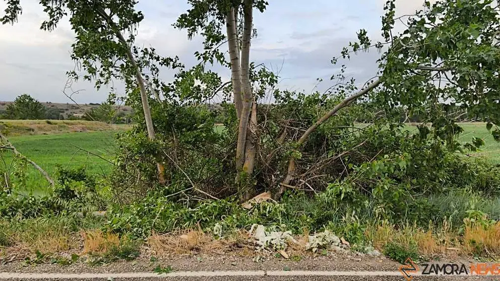 &aacute;rbol ca&iacute;do en Carrascal _2