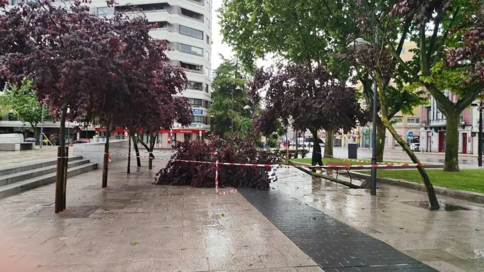 Arbol ca&iacute;do Plaza de La Marina _3