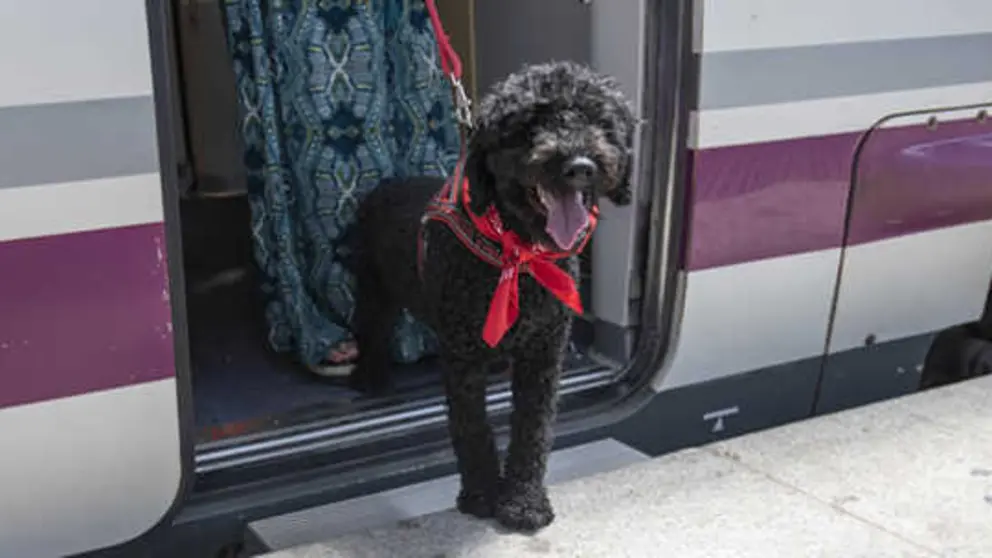 Perro en un vag&oacute;n de Renfe