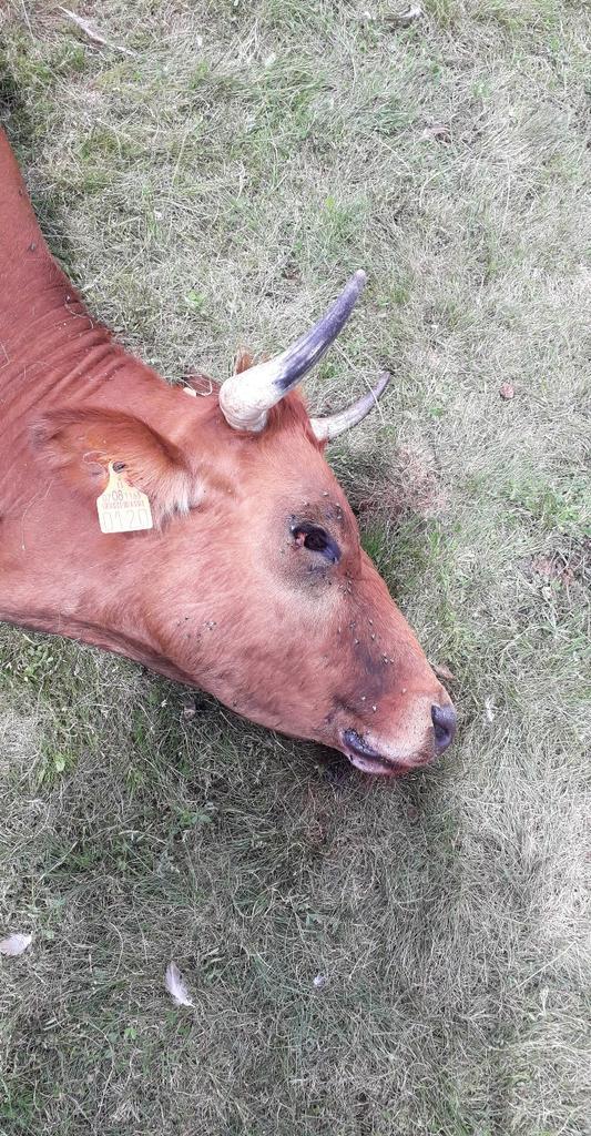 Buitres_matan_arcillo_vaca_y_ternero_2.jpeg