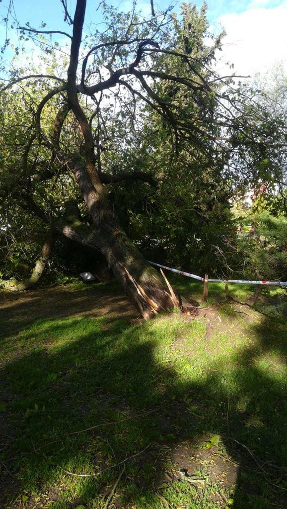 Caída_arbol_en_la_zona_de_tres_árboles_2.jpeg