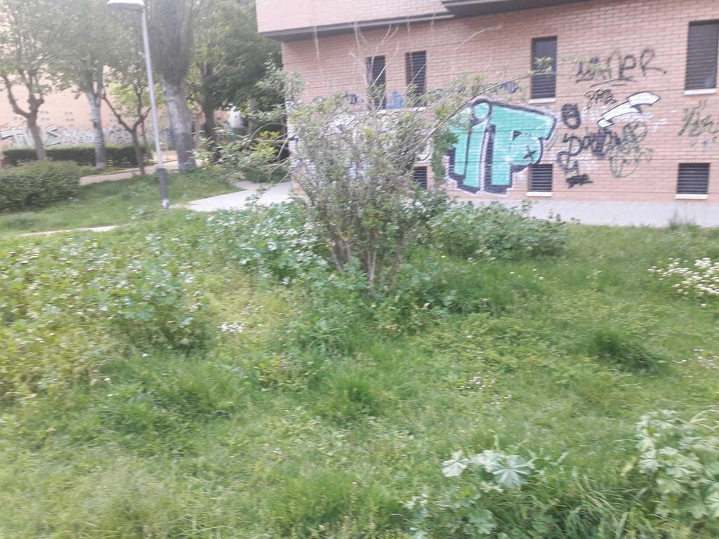Maleza_parque_eduardo_barrón_1.jpeg