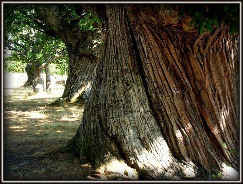 Castaños centenarios en el santuario de La Alcobilla. (Foto:quetiempo.es)