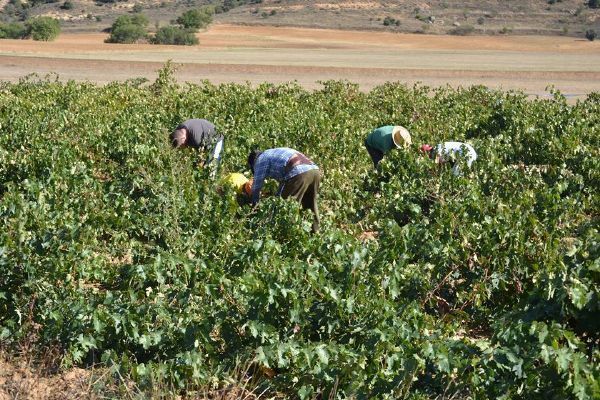 Vendimiadores en la D.O. Tierra del Vino