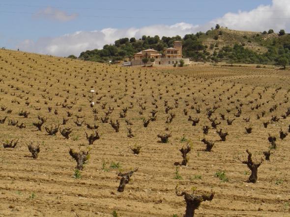 El cultivo de la vid conforma el paisaje de toda la comarca. (Foto:quebodega.es)