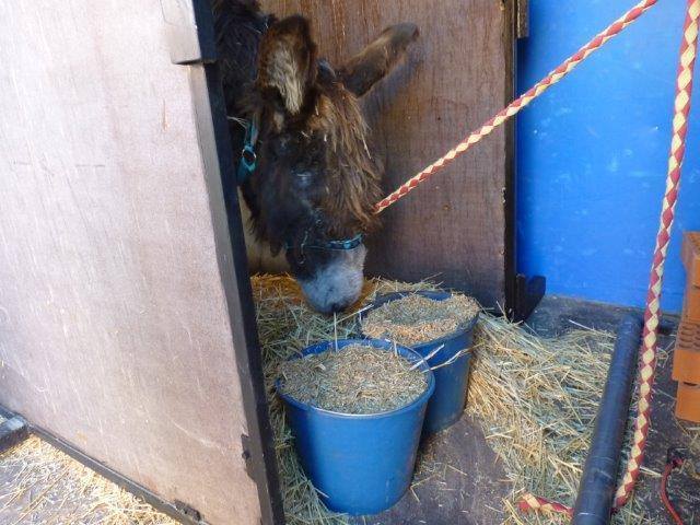 La burra recibe las primeras atenciones por parte de Scooby