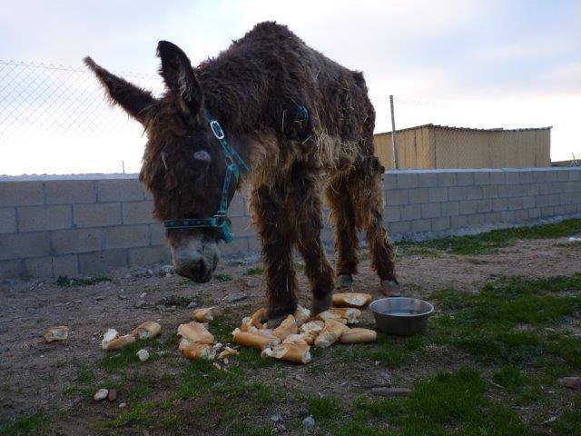 El animal ha sido instalado en un espacio reservado para equinos y recibe atención alimentaria y sanitaria