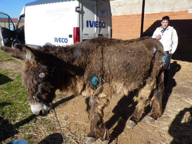 La burra presentaba un estado lamentable, con numerosas heridas en la piel