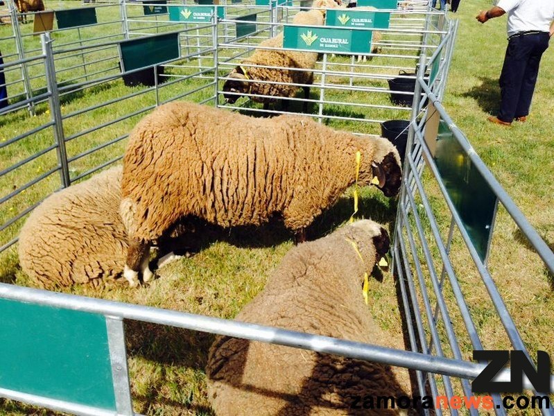 En la feria compiten los mejores ejemplares ovinos de raza castellana