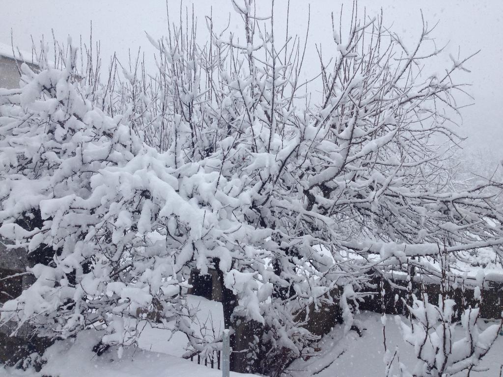 Un árbol en Vigo de Sanabria bajo la nieve. (Foto: R.Miguélez)