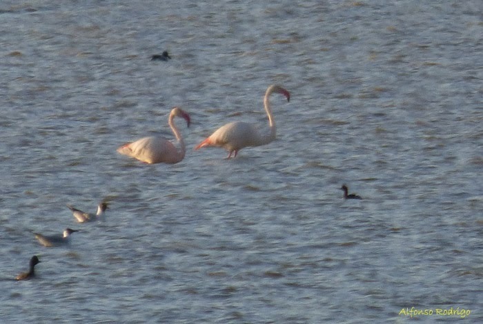 Pareja de flamencos adultos localizada esta semana en Villafáfila. Foto: Alfonso Rodrigo. Birding Zamora