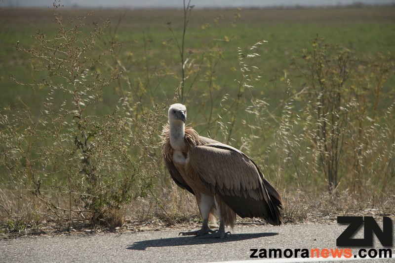 El ave se deja fotografiar a escasa distancia