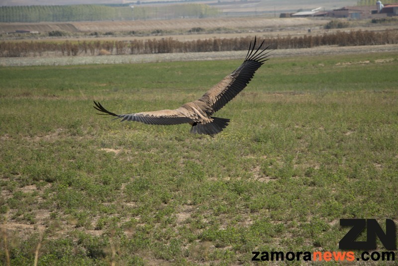 El buitre emprende el vuelo