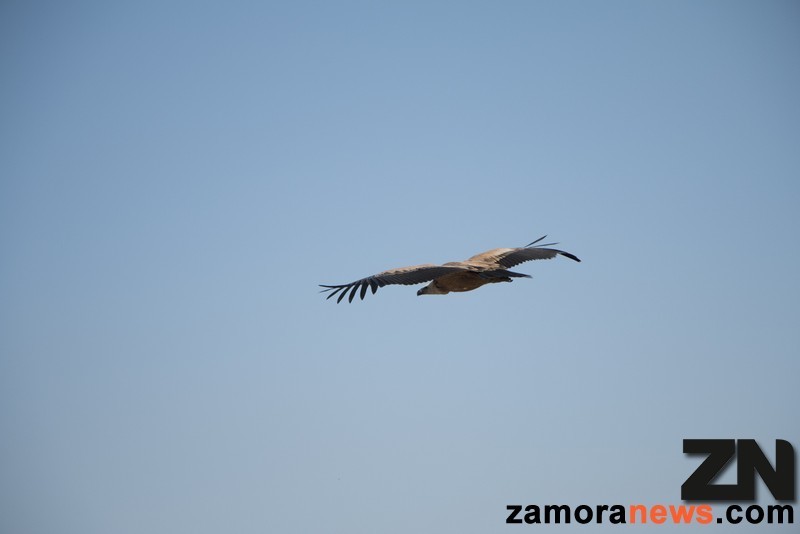 Instanténea del ave en pleno vuelo