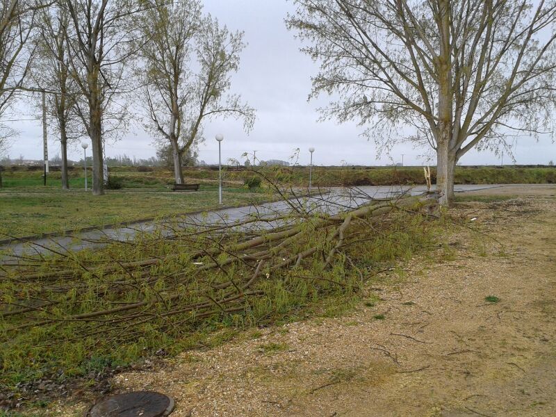 Un árbol arrancado en Villaralbo. (Foto Rafa Pedrero)