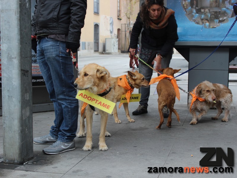 defensa animal zamoranews 6