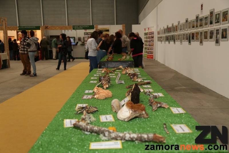 expo_setas_ecocultura2015.jpg