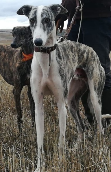 galgos.jpg