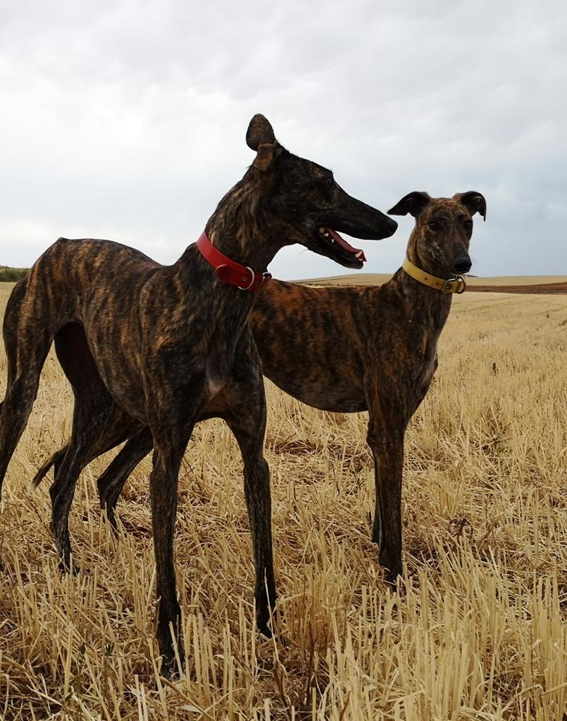 galgos1.jpg
