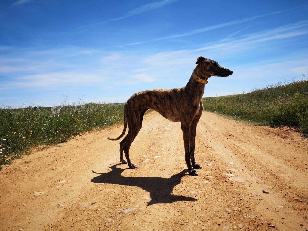 galgos2.jpg